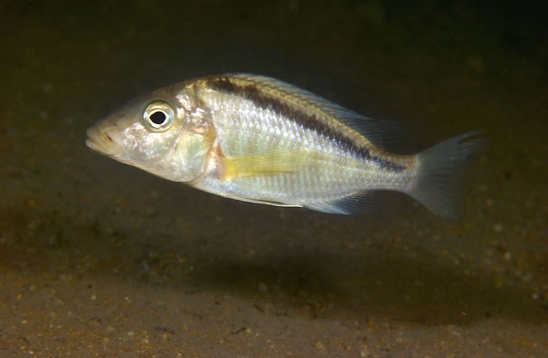 Taeniolethrinops laticeps